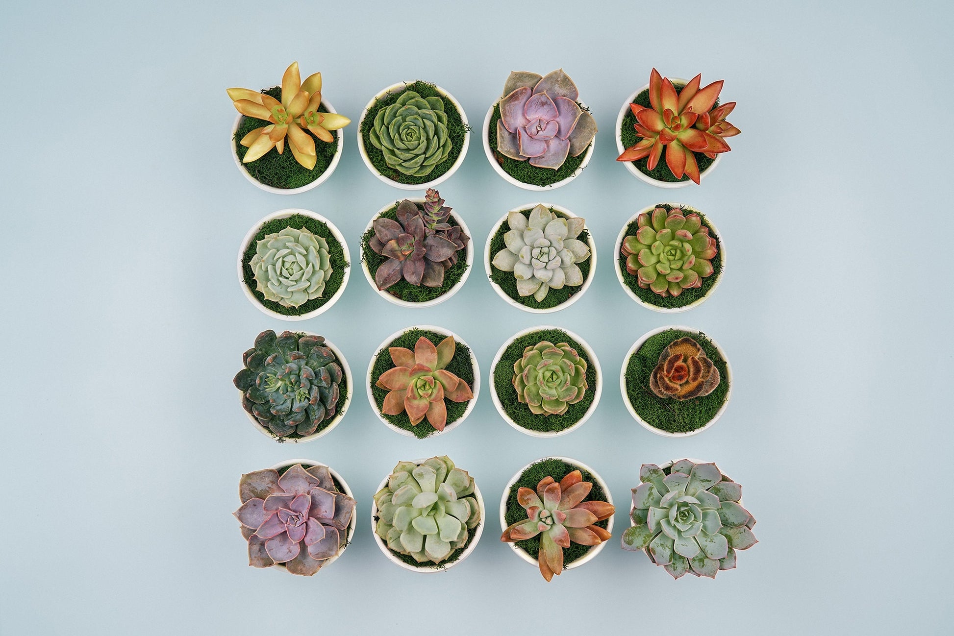 Happy Belated Birthday Succulent Gift Box | 3 Living Succulent Pots + Personalized Greeting Card