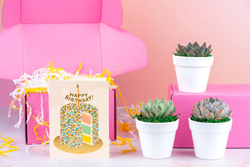 Happy Birthday Cake Succulent Gift Box | 3 Living Succulent Pots