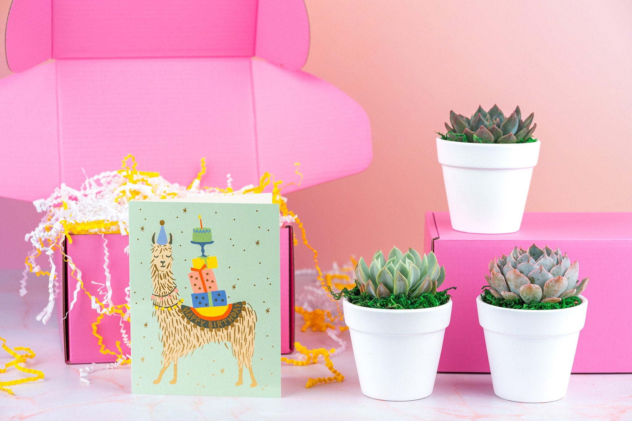 Happy Birthday Lama Succulent Gift Box | 3 Living Succulent Pots + Personalized Greeting Card