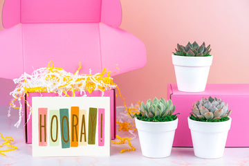 Hooray! Celebration Succulent Gift Box | 3 Living Succulent Pots