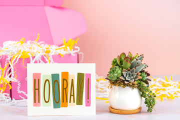 Hooray! Celebration Succulent Gift Box | Succulent Arrangement