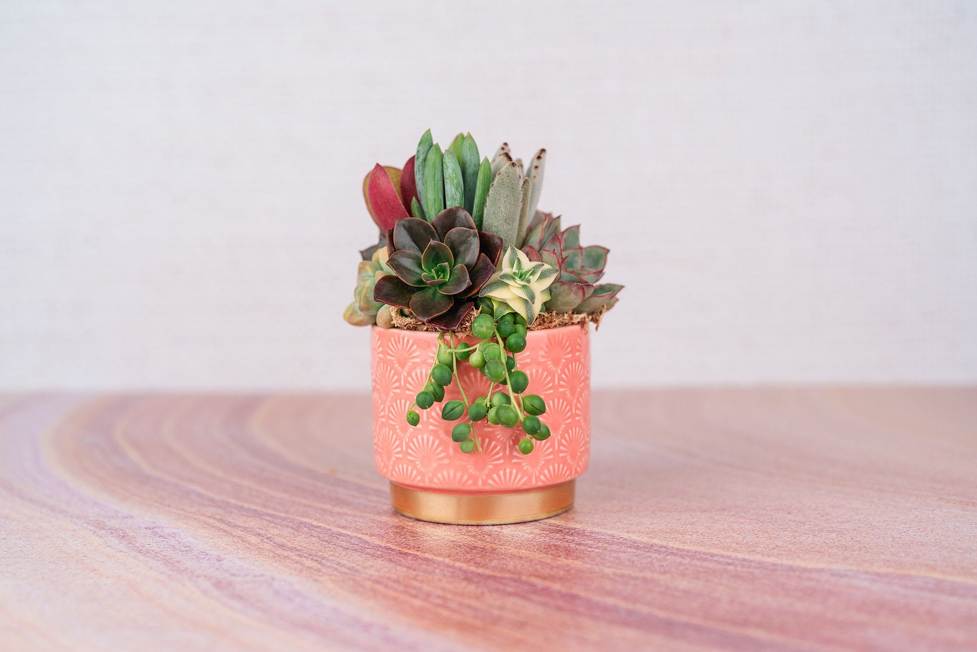 Peach and Gold Patterned Small Living Succulent Arrangement Gift | Birthday, Celebration, Gift for Mom