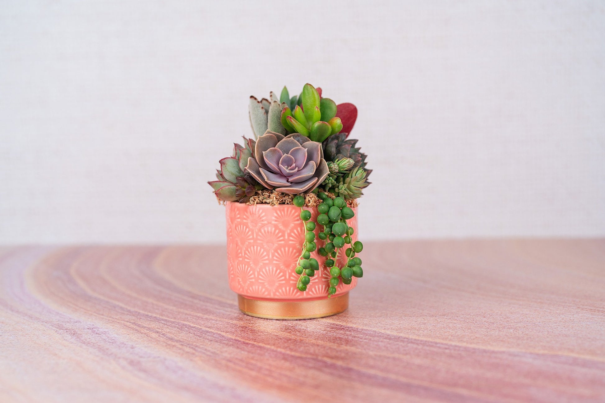 Peach and Gold Patterned Small Living Succulent Arrangement Gift | Birthday, Celebration, Gift for Mom