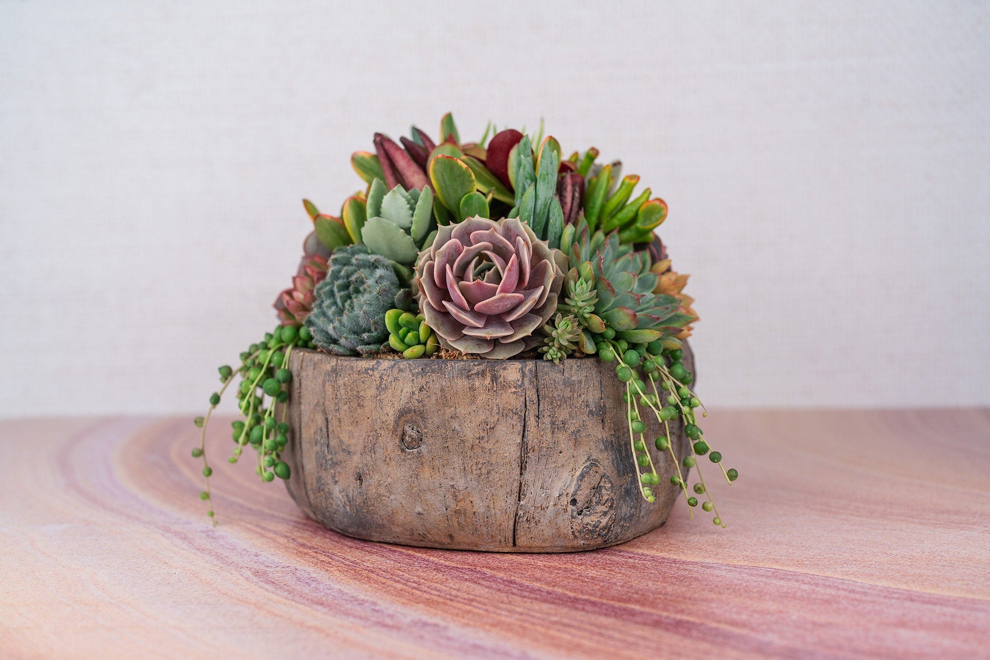 Tree Trunk Cement Bowl Succulent Arrangement Planter: Living Succulent Gift, Centerpiece for Weddings & Events, Housewarming Gift