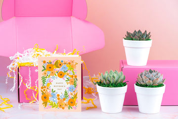 Mother's Day Gift Box | 3 Living Succulent Pots