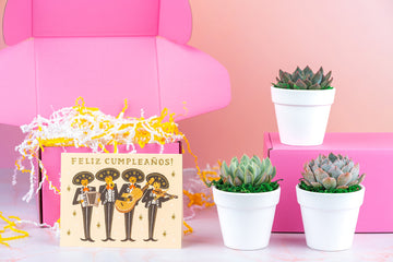 Feliz Cumpleaños Succulent Gift Box | 3 Living Succulent Pots