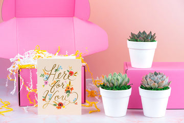 Here for You, Condolences Succulent Gift Box | 3 Living Succulent Pots