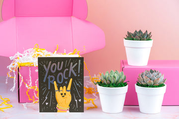 You Rock Succulent Gift Box | 3 Living Succulent Pots