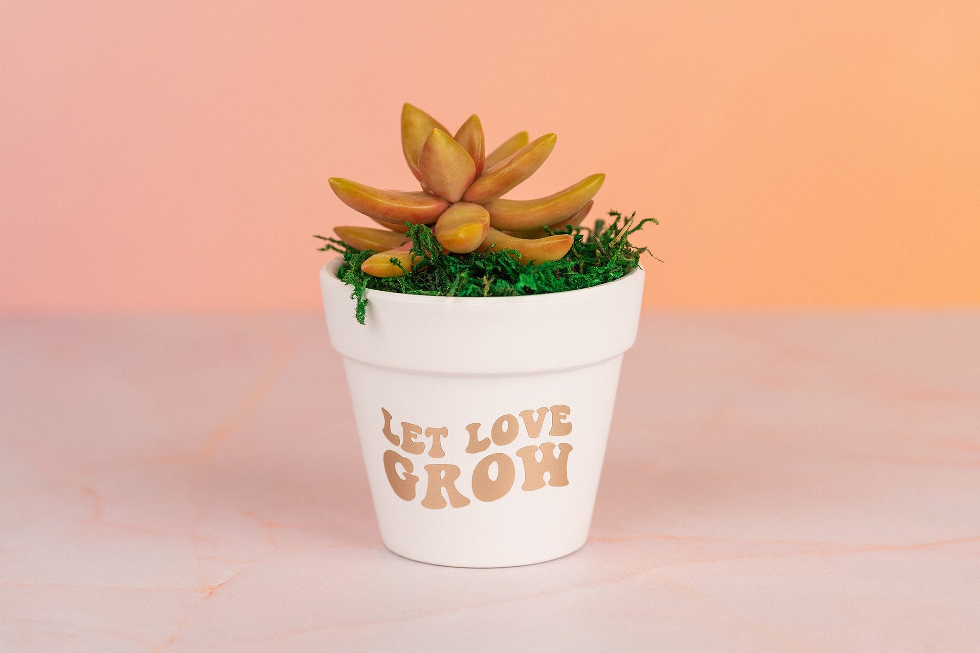 Let Love Grow 3" Succulent Party Favors for Wedding Day, Bridal Shower, and Baby Shower with Optional Personalization