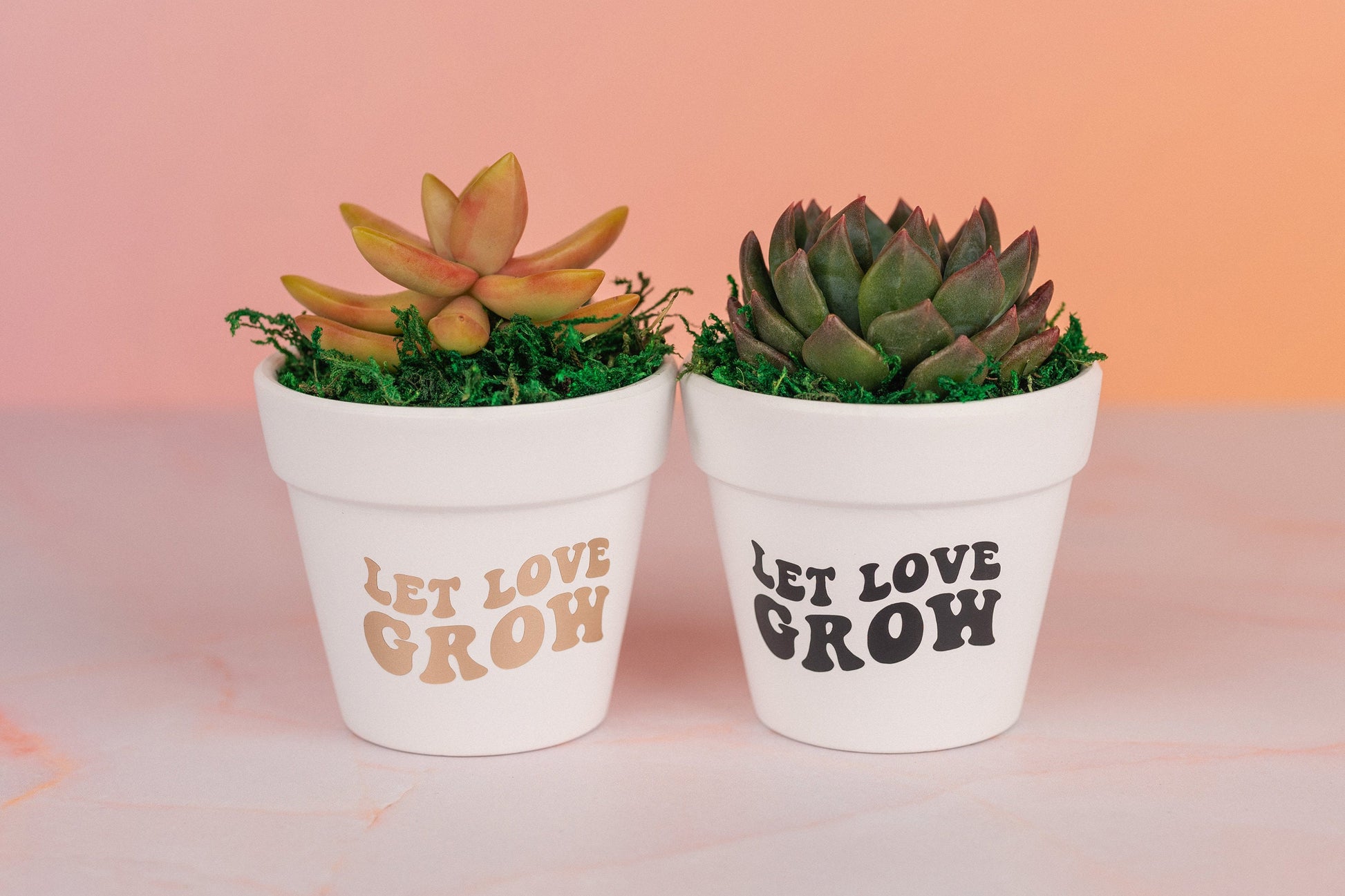 Let Love Grow 3" Succulent Party Favors for Wedding Day, Bridal Shower, and Baby Shower with Optional Personalization