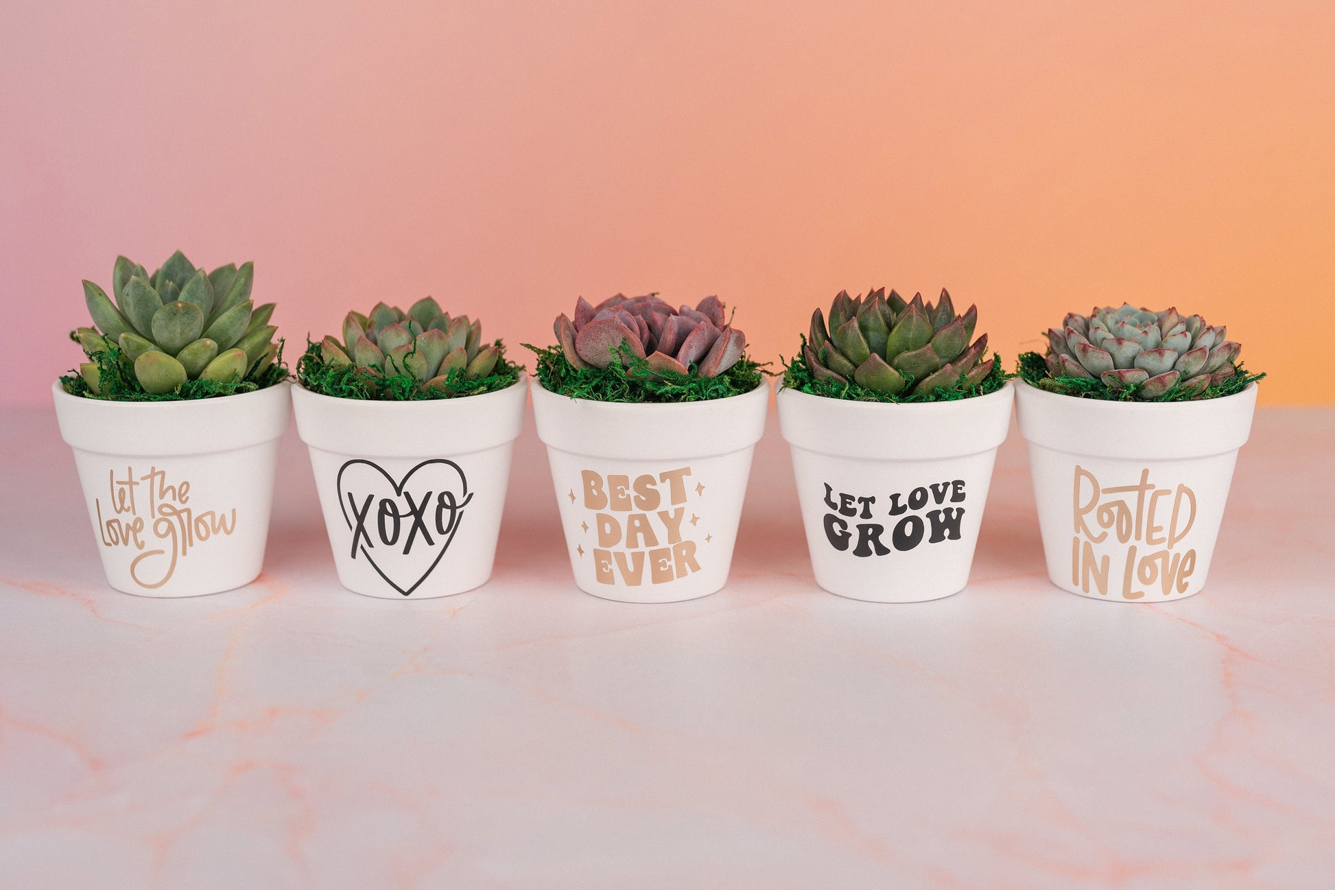 Let Love Grow 3" Succulent Party Favors for Wedding Day, Bridal Shower, and Baby Shower with Optional Personalization