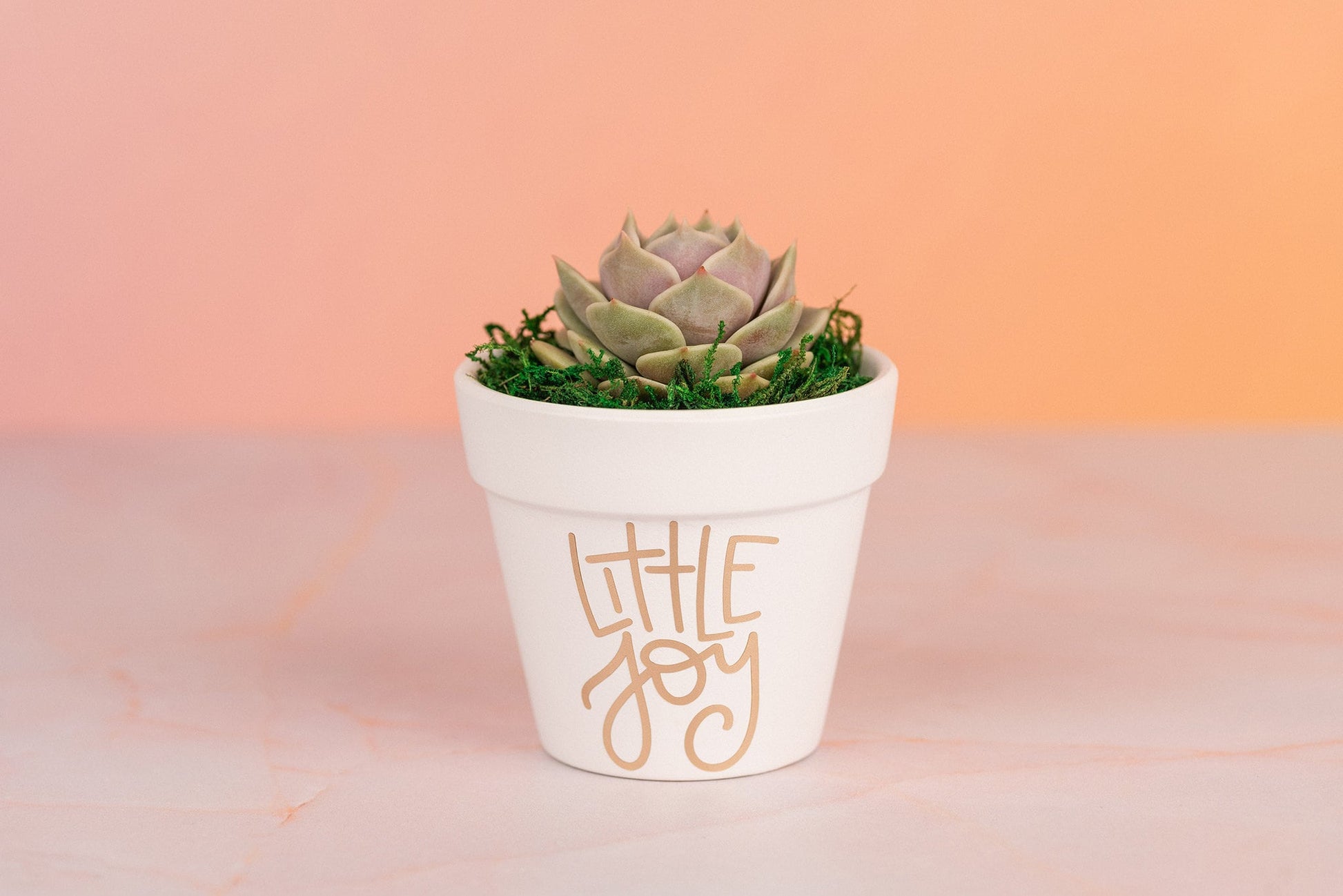 Little Joy 3" Succulent Party Favors for Baby Shower, Celebration Event with Optional Personalization