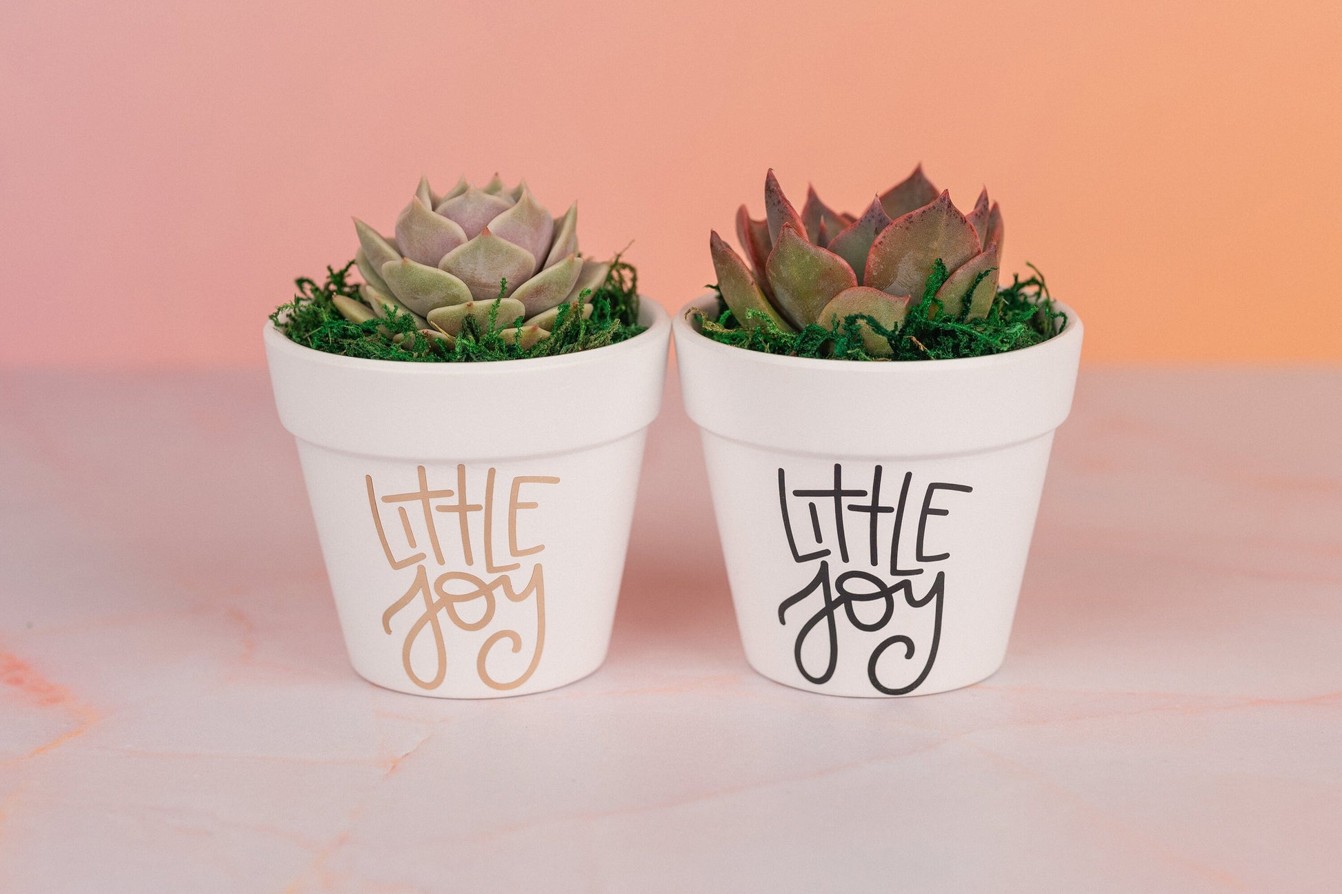 Little Joy 3" Succulent Party Favors for Baby Shower, Celebration Event with Optional Personalization