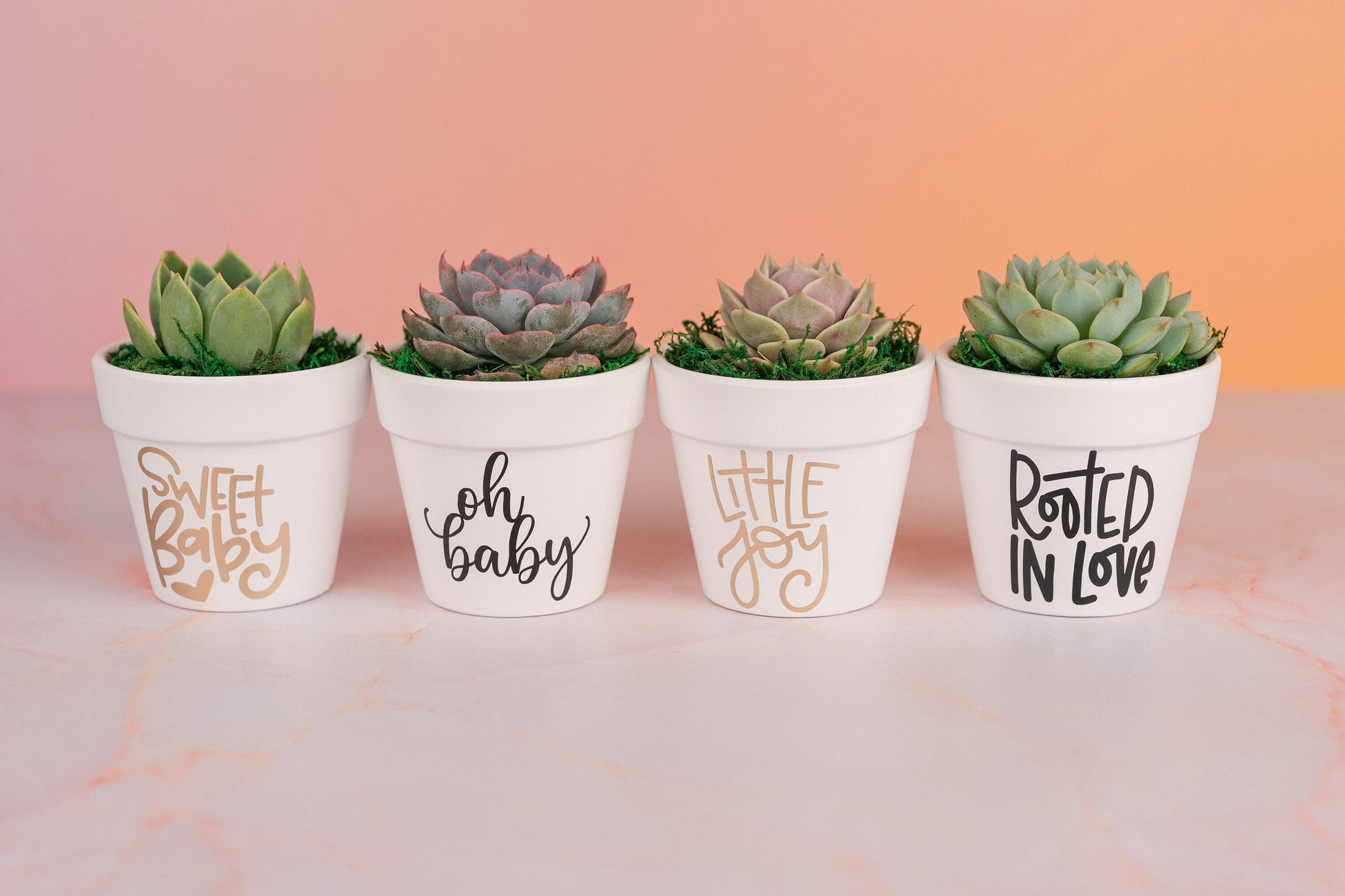 Little Joy 3" Succulent Party Favors for Baby Shower, Celebration Event with Optional Personalization