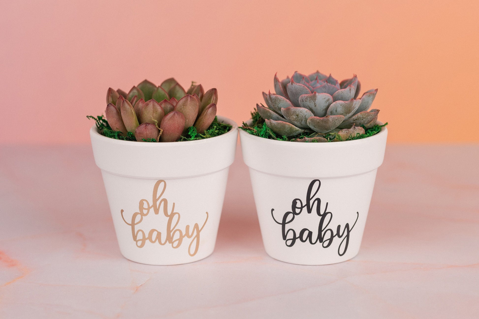 Oh Baby Succulent Party Favors for Baby Shower Celebration Event with Optional Personalization