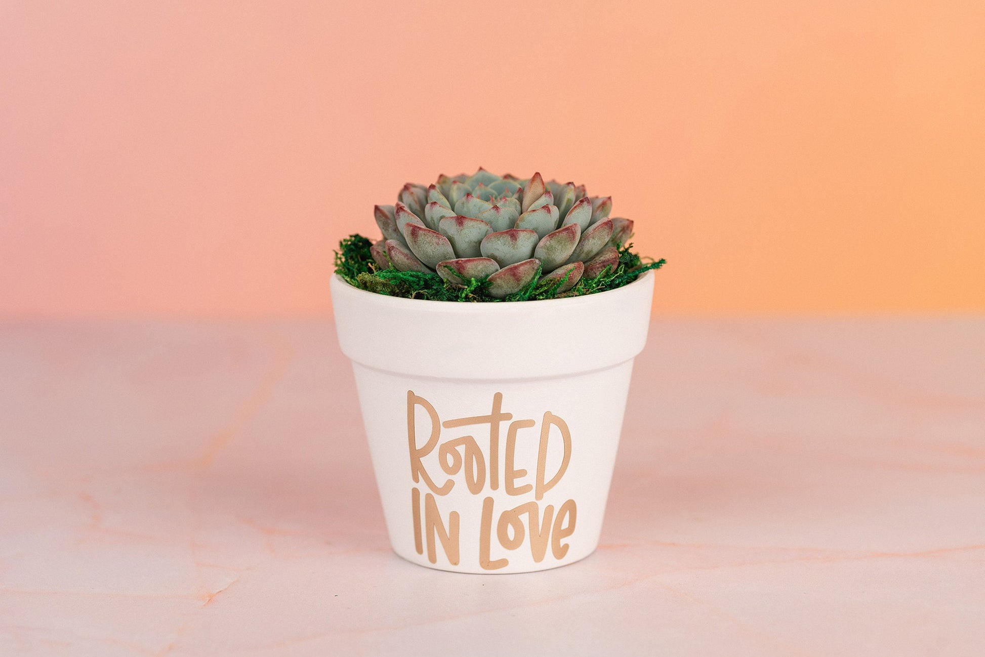 Rooted in Love Succulent Party Favors for Wedding, Baby Shower, or any Celebration Event with Optional Personalization