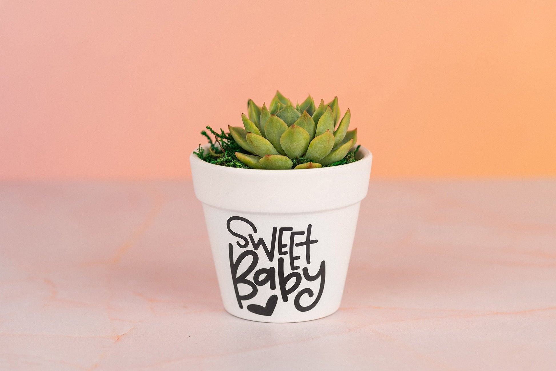 Sweet Baby Succulent 3" Party Favors for Baby Shower and Nursery Decor with Optional Personalization