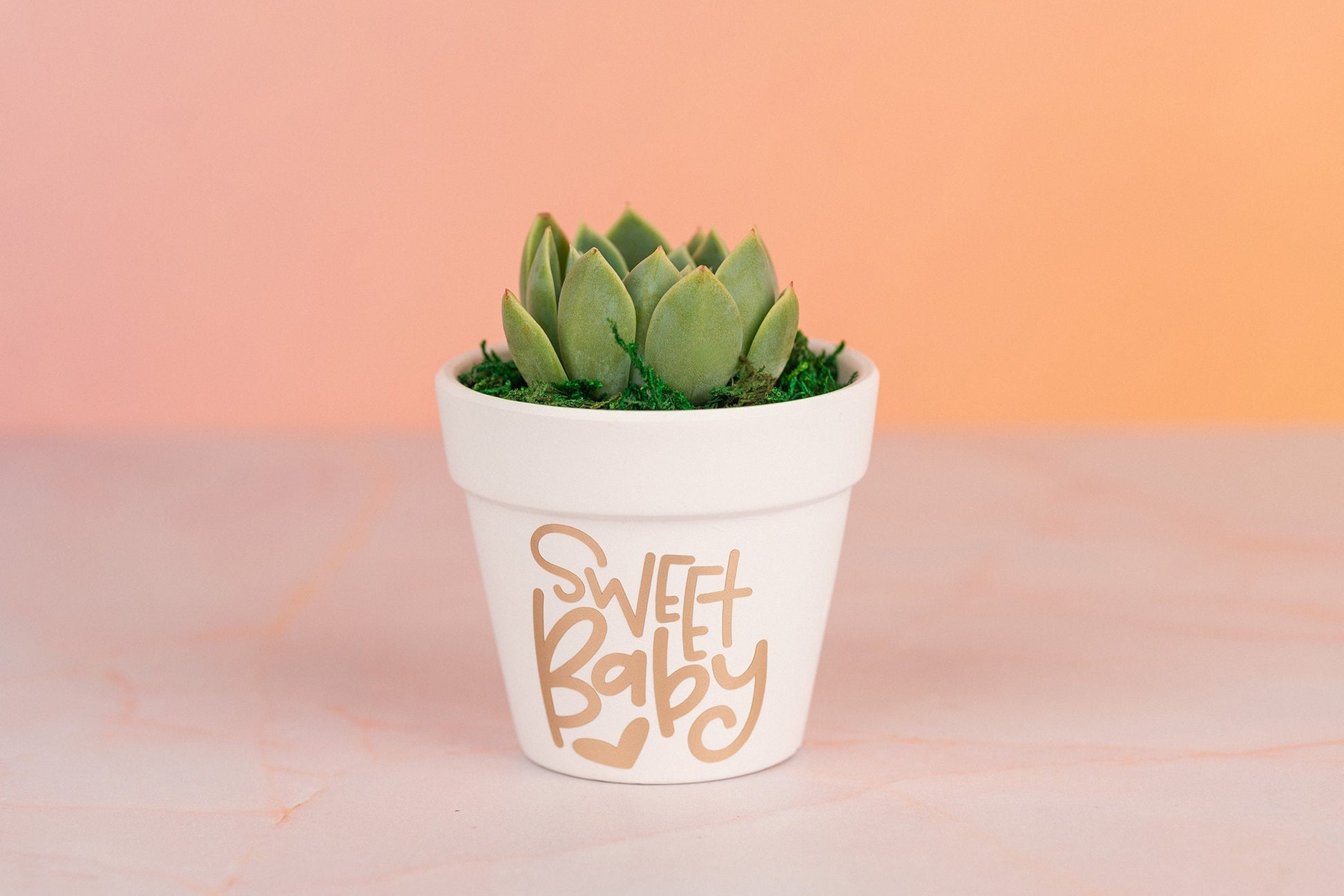 Sweet Baby Succulent 3" Party Favors for Baby Shower and Nursery Decor with Optional Personalization