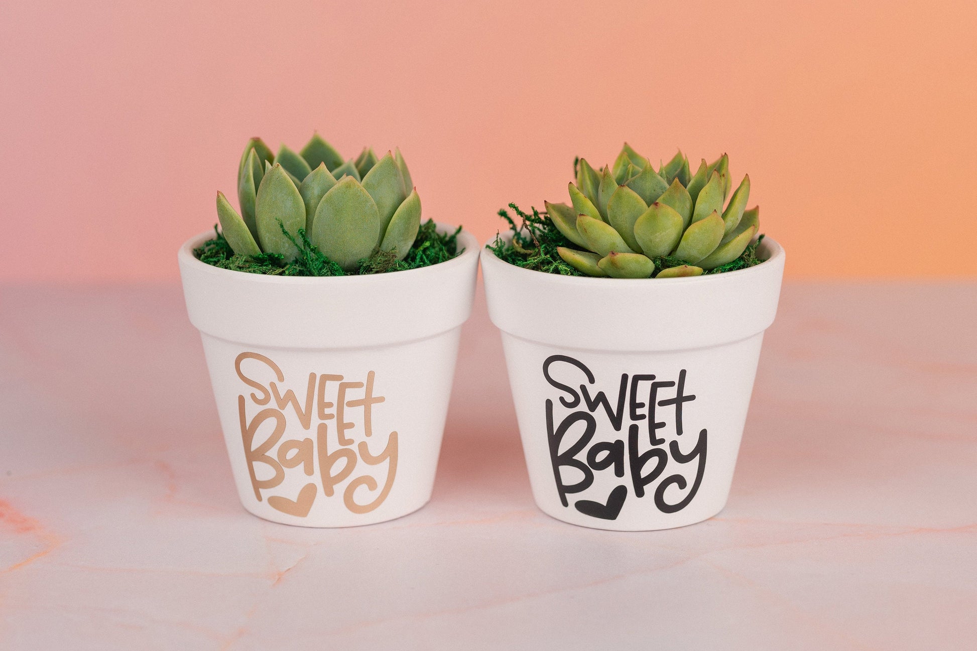 Sweet Baby Succulent 3" Party Favors for Baby Shower and Nursery Decor with Optional Personalization