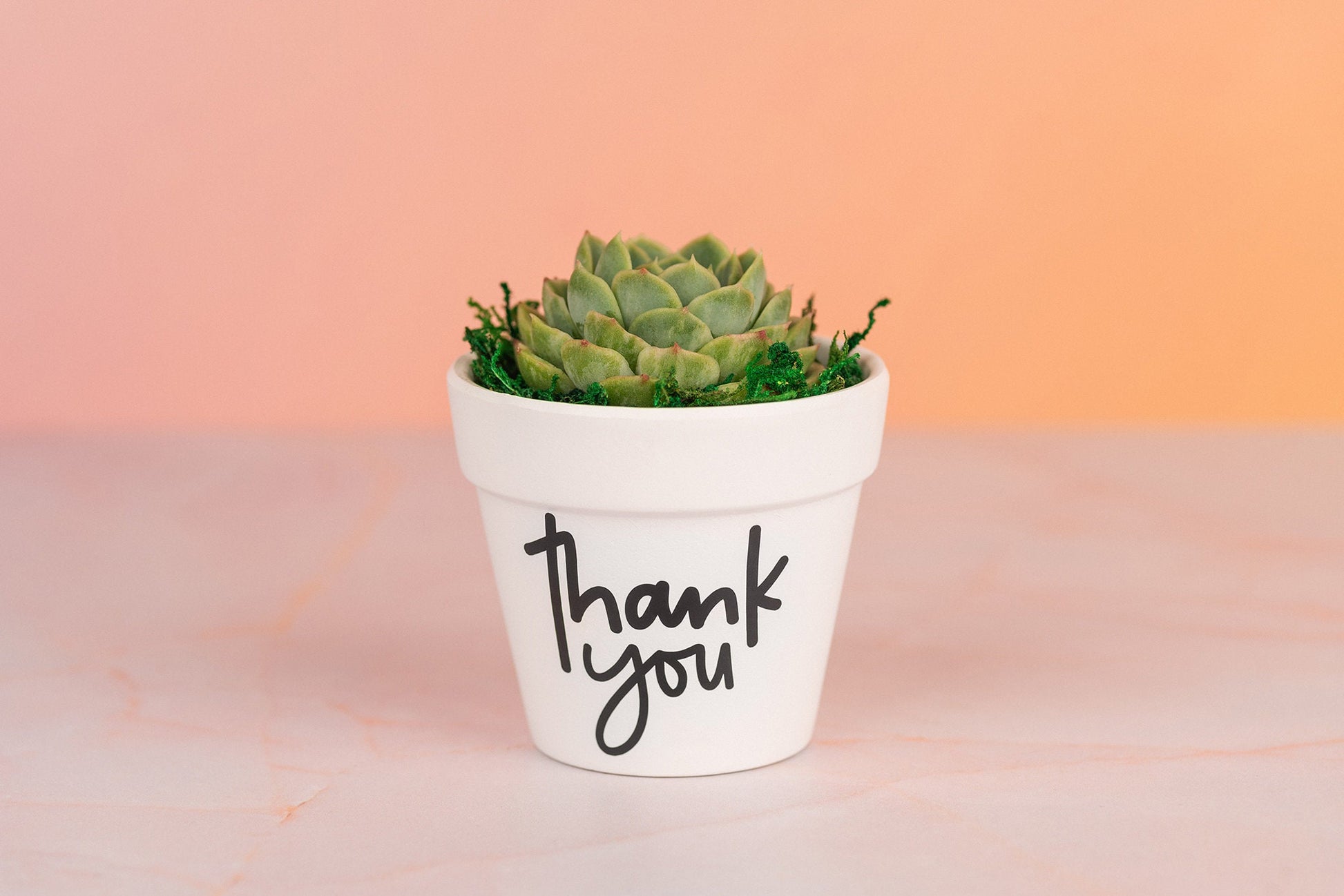 Thank You Succulent Party Favors for Wedding, Birthdays, Client or Employee Gifts, Bulk Thank you Gifts with Optional Personalization