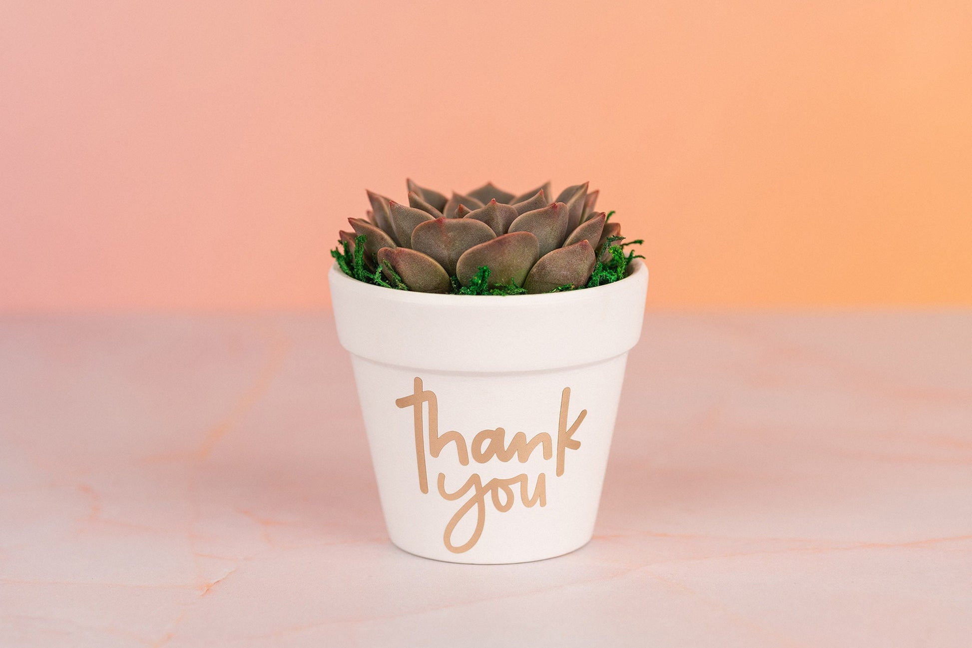 Thank You Succulent Party Favors for Wedding, Birthdays, Client or Employee Gifts, Bulk Thank you Gifts with Optional Personalization