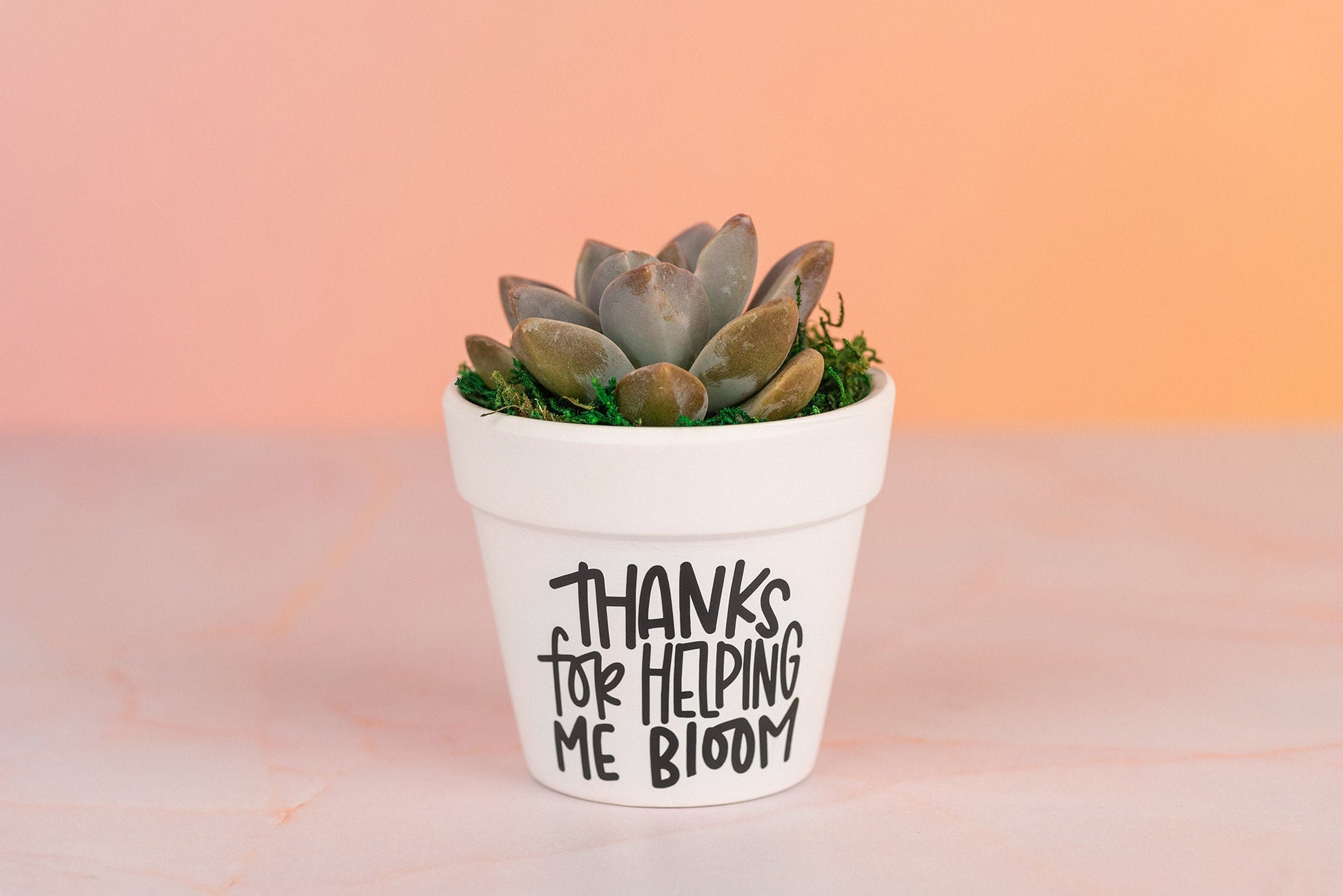 Thank You for Helping Me Bloom Succulent Bulk Gifts for Teachers, Clients, or Employees. Small Thank You Gift with Optional Personalization