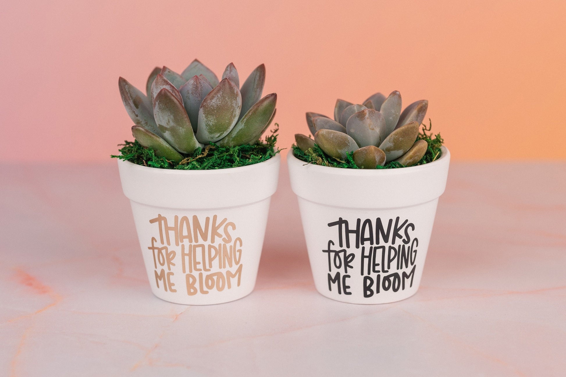 Thank You for Helping Me Bloom Succulent Bulk Gifts for Teachers, Clients, or Employees. Small Thank You Gift with Optional Personalization