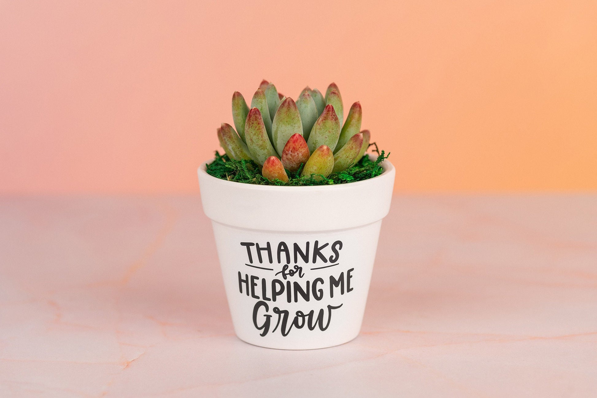 Thank You for Helping Me Grow Succulent Bulk Gifts for Teachers, Clients, or Employees. Small Thank You Gift with Optional Personalization