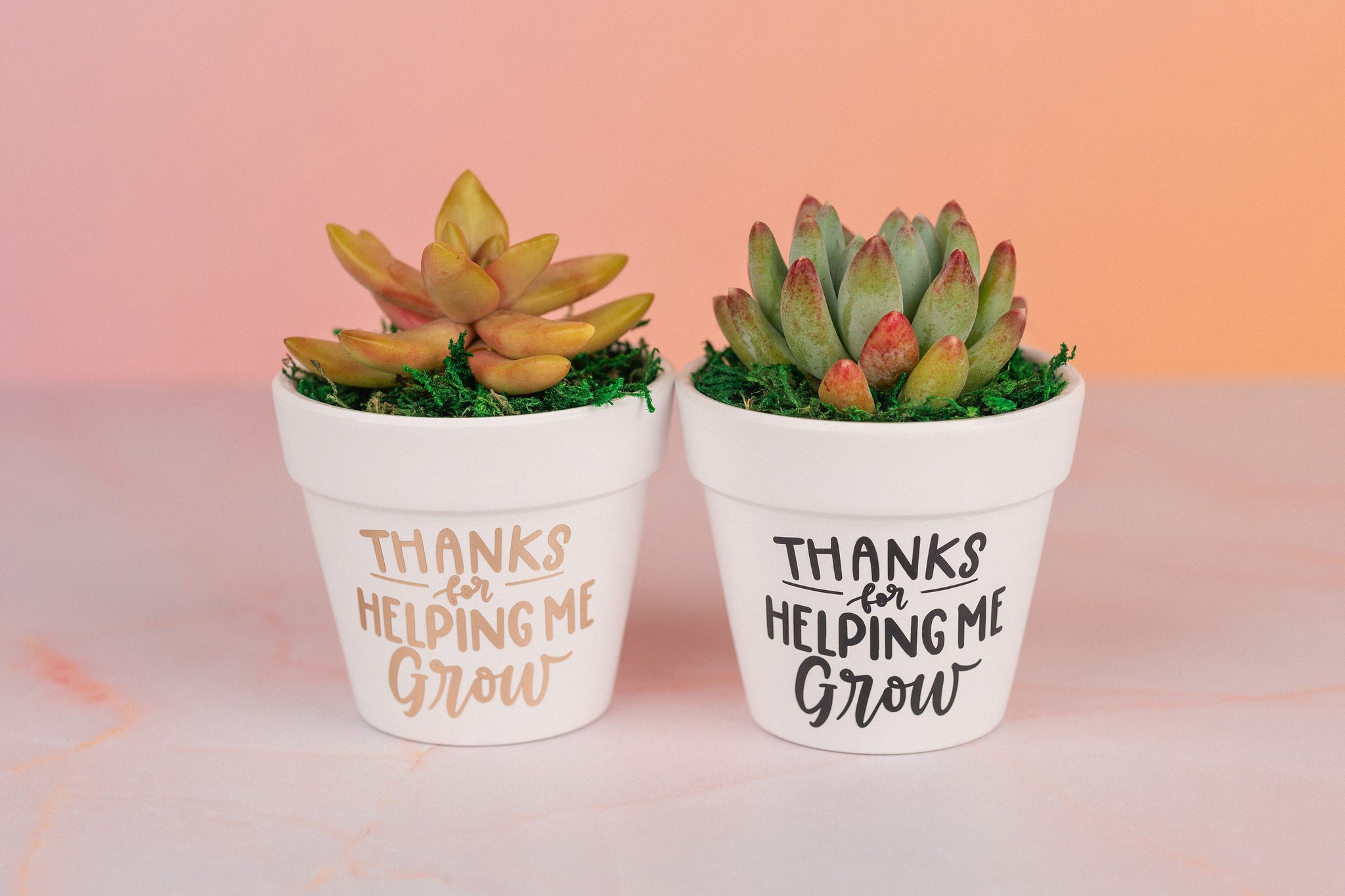 Thank You for Helping Me Grow Succulent Bulk Gifts for Teachers, Clients, or Employees. Small Thank You Gift with Optional Personalization