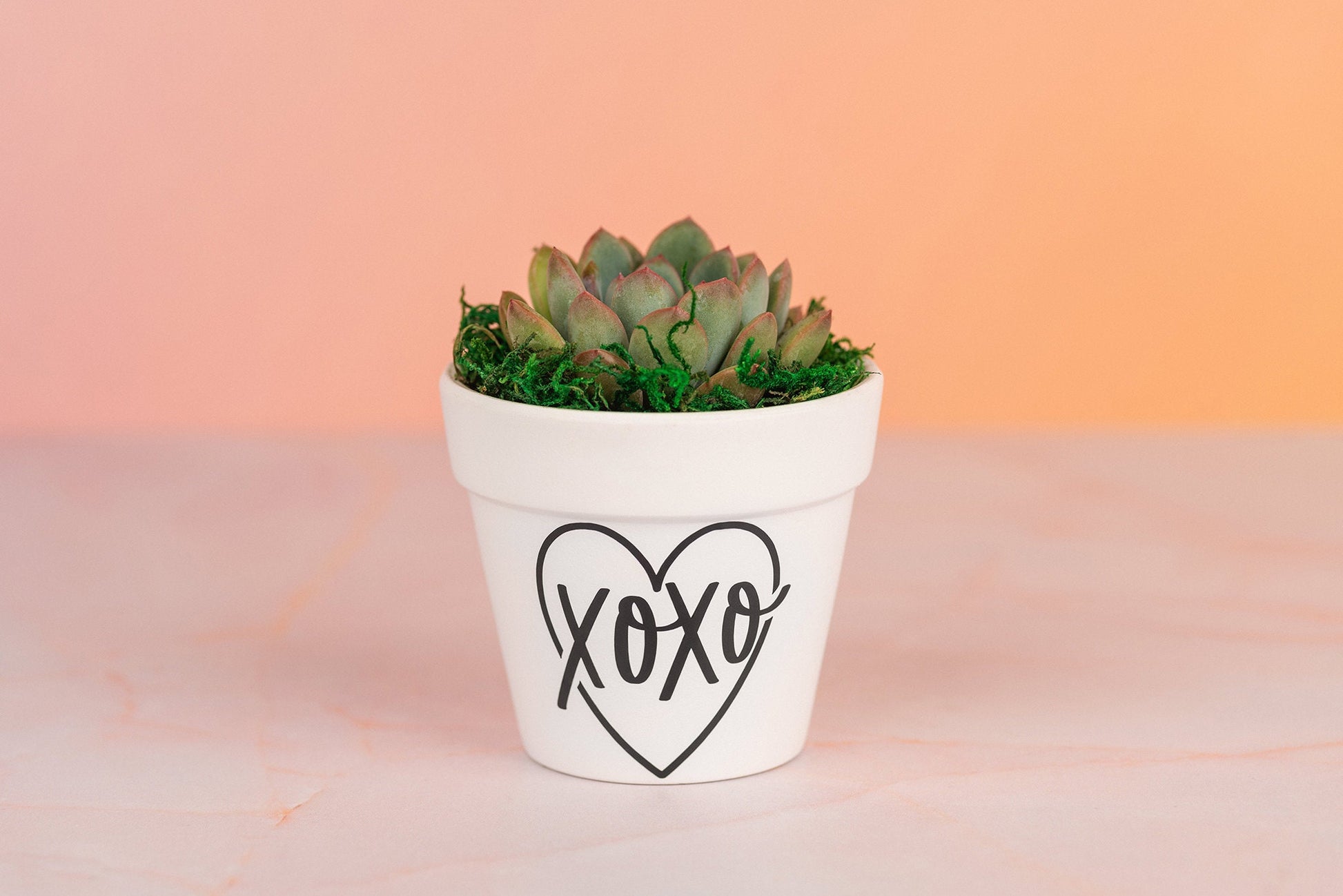 XOXO Succulent 3" Party Favors for Wedding, Birthday, or any Celebration Event with Optional Personalization