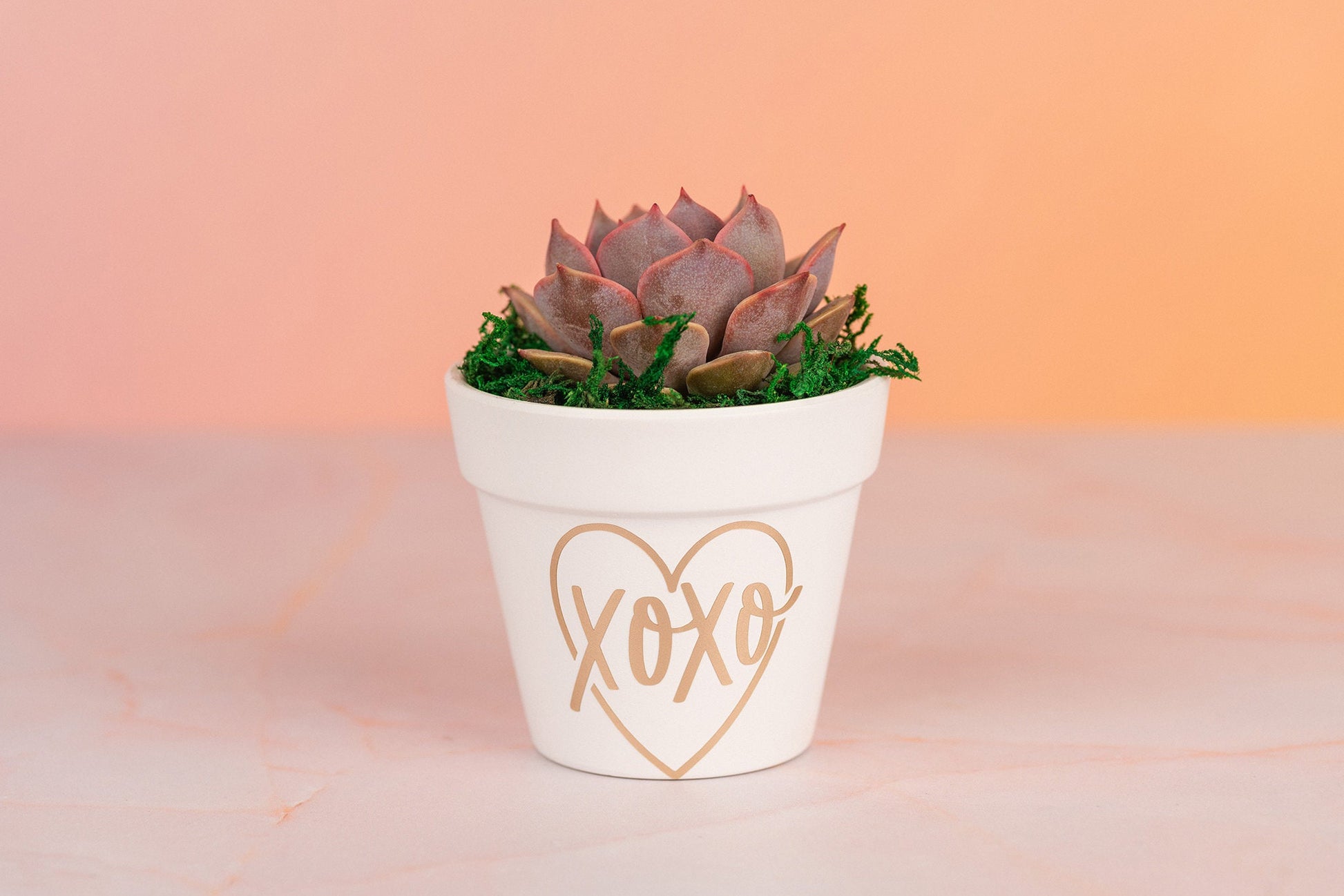 XOXO Succulent 3" Party Favors for Wedding, Birthday, or any Celebration Event with Optional Personalization