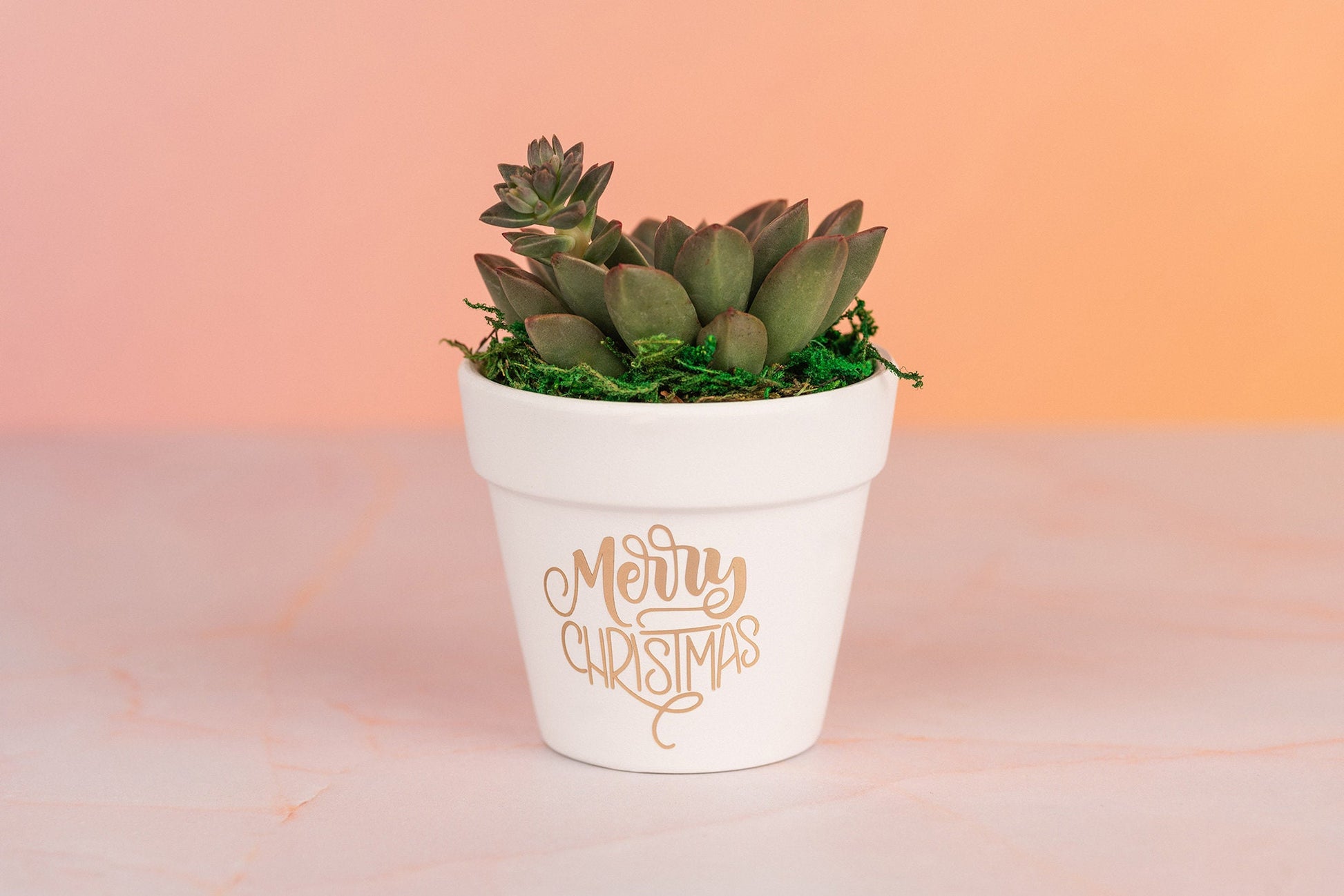 Merry Christmas Succulent Party Favors for Employee Gifts, Client Gifts, and Holiday Events with Optional Personalization