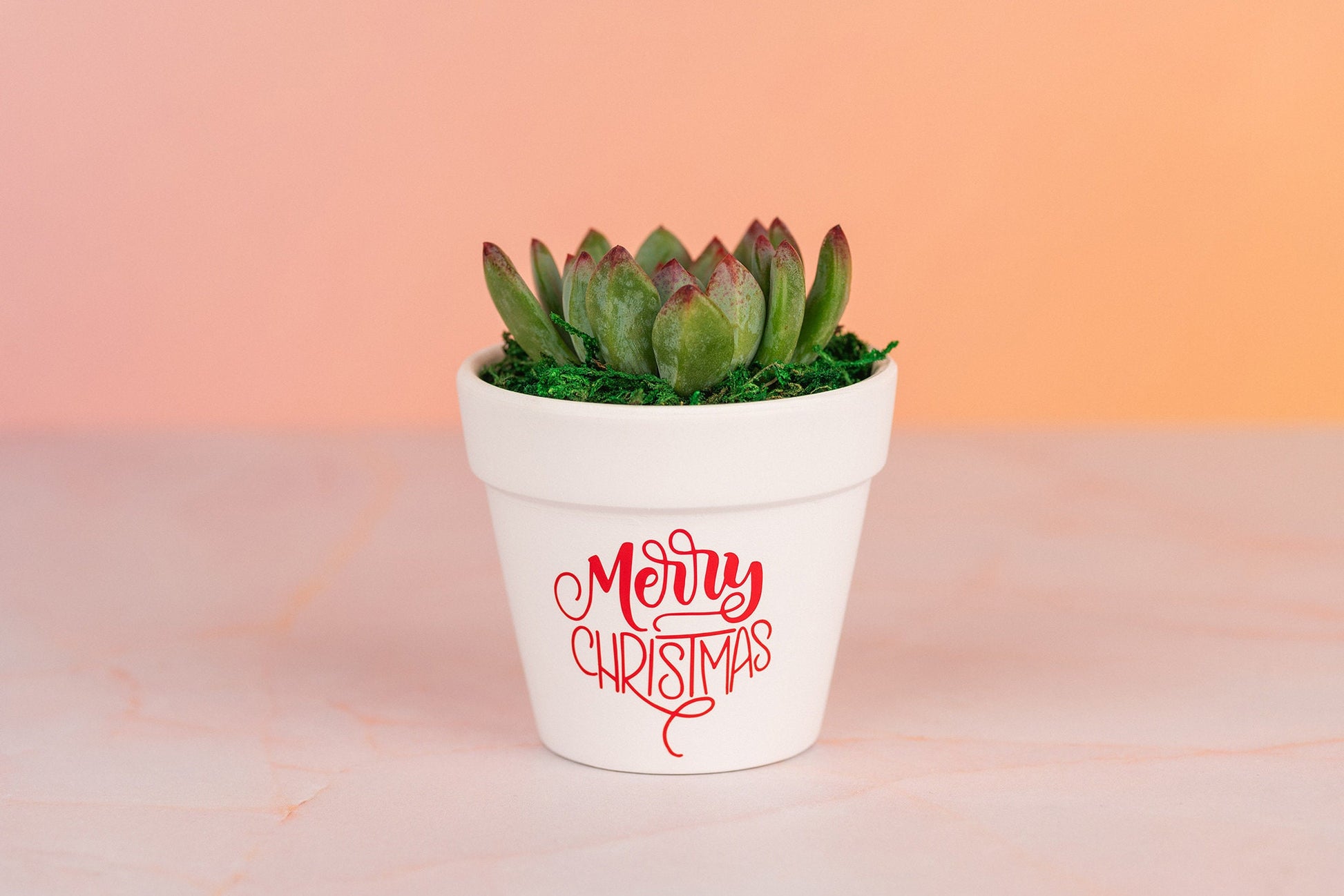 Merry Christmas Succulent Party Favors for Employee Gifts, Client Gifts, and Holiday Events with Optional Personalization