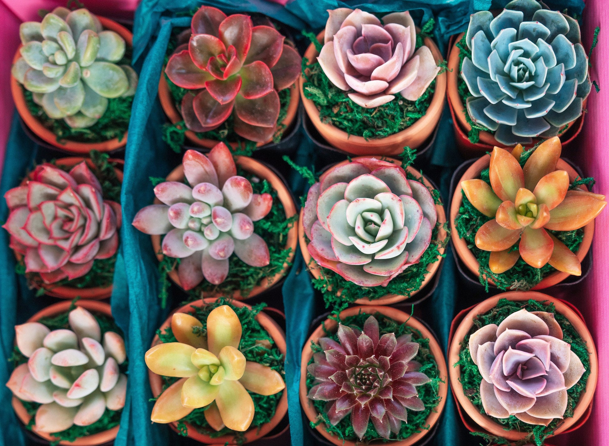 succulent pots in bulk Dozen Mini Living Succulent Pot Favors Gift Box