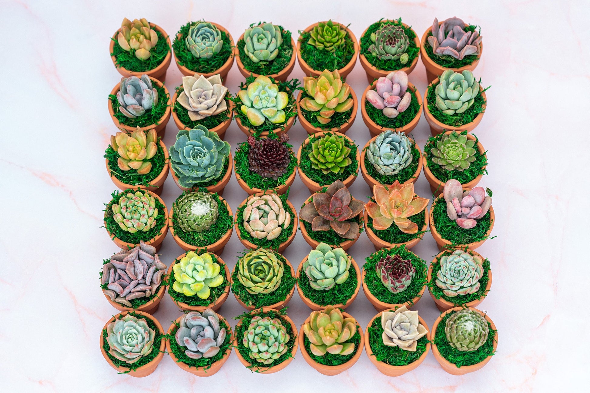 food coloring succulents Bulk Mini Living Succulent Favors with Custom Color Moss Topping in Clay Pot