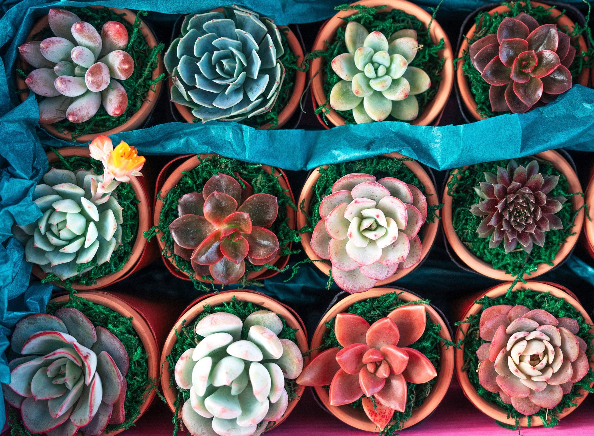 succulent plants bulk sale Bulk Mini Living Succulent Favors with Custom Color Moss Topping in Clay Pot