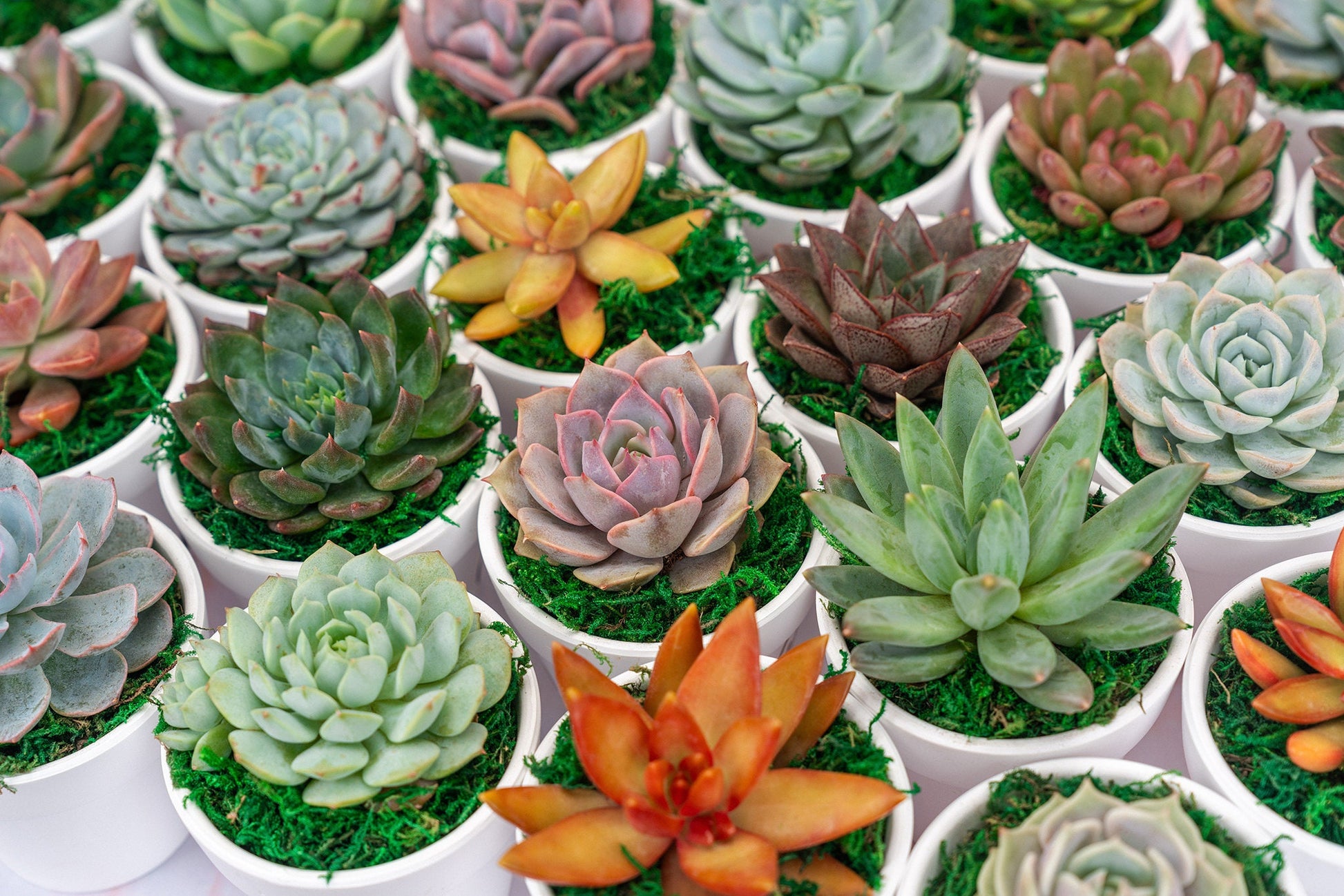QTY 5+: Small White Living Succulent Favors w/ Custom Color Moss Topping in Clay Pot | Bulk Event Guest Gifts for Weddings, Showers, Parties