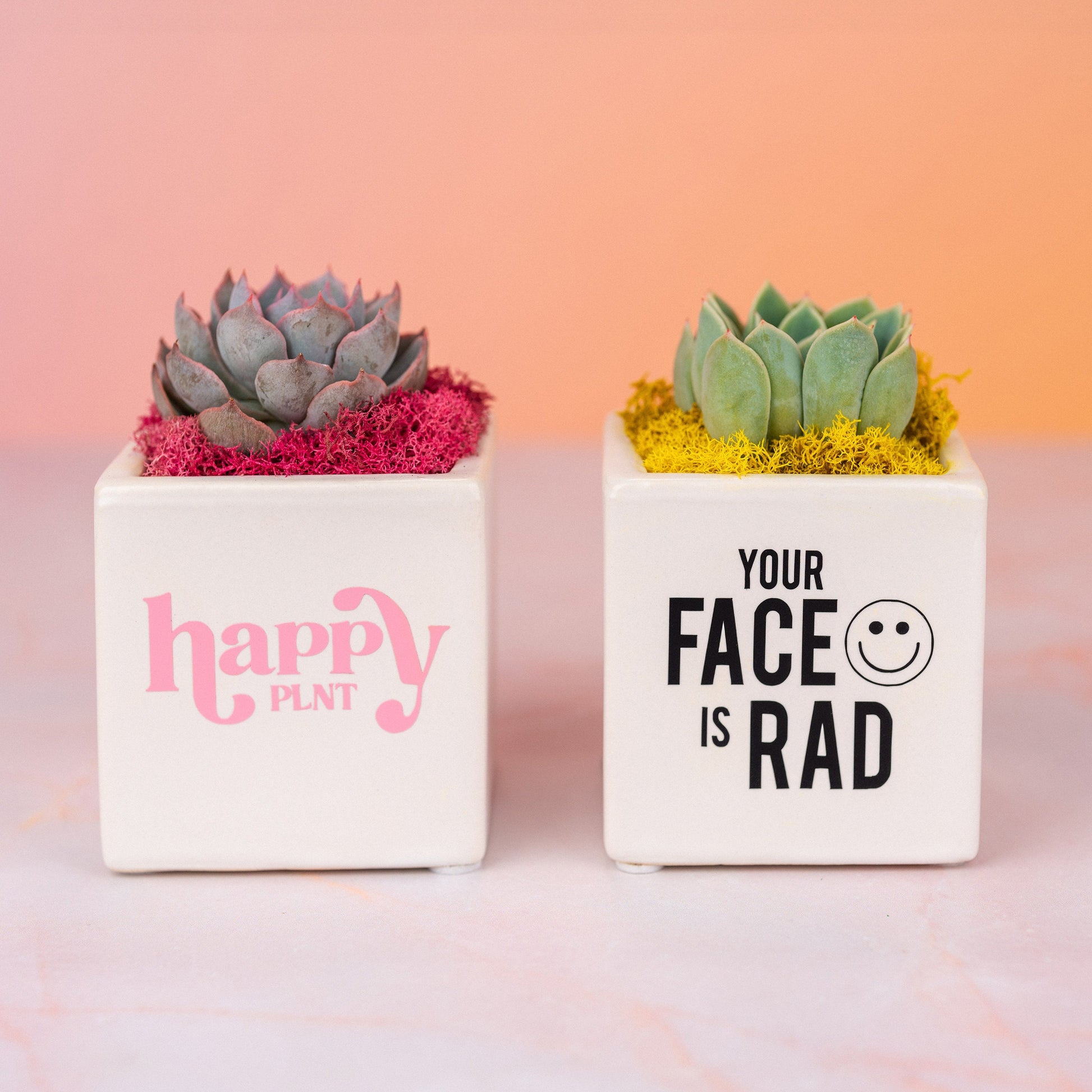 Custom Logo Branded Succulent Small Square Gifts for Tradeshows, Conventions, Employee Gifts, Client Promotions | Earth-friendly Living Gift