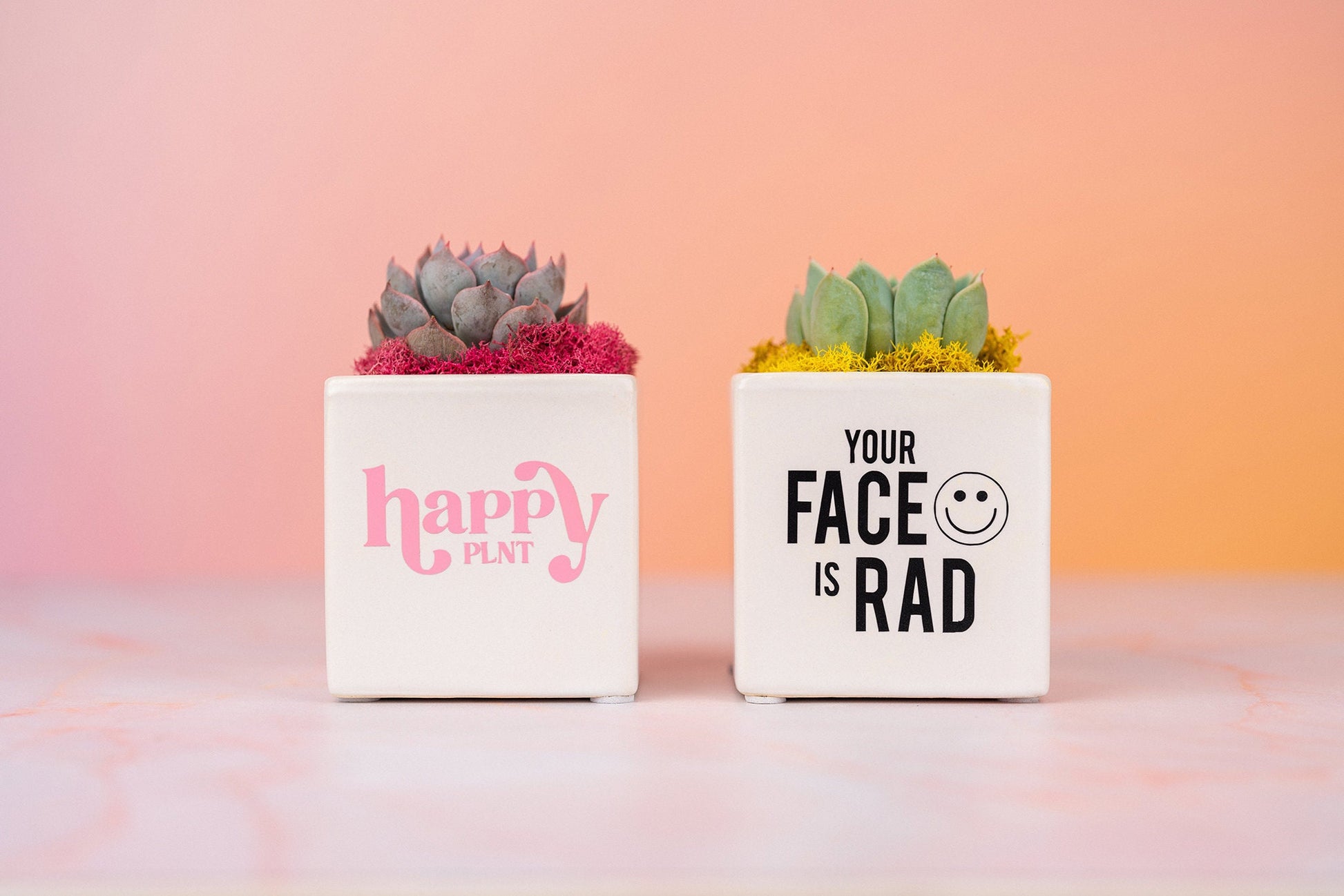 Custom Logo Branded Succulent Small Square Gifts for Tradeshows, Conventions, Employee Gifts, Client Promotions | Earth-friendly Living Gift