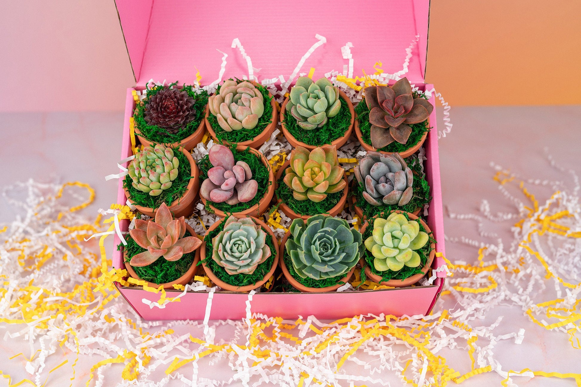 Dozen Mini Living Succulent Pot Favors Gift Box | Plant Lover Gift, Bulk Event Guest Gifts for Weddings, Showers, Parties