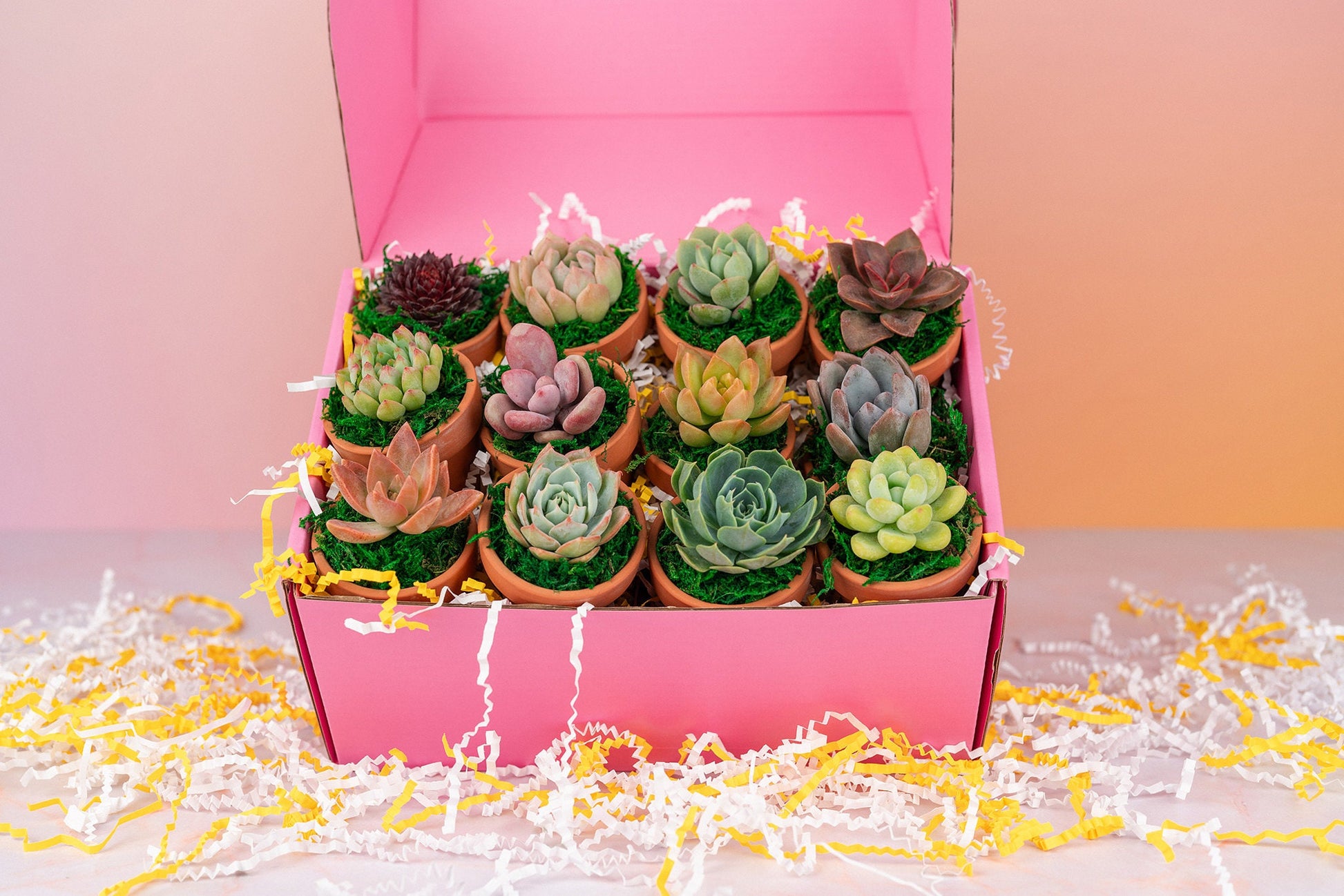 Dozen Mini Living Succulent Pot Favors Gift Box | Plant Lover Gift, Bulk Event Guest Gifts for Weddings, Showers, Parties