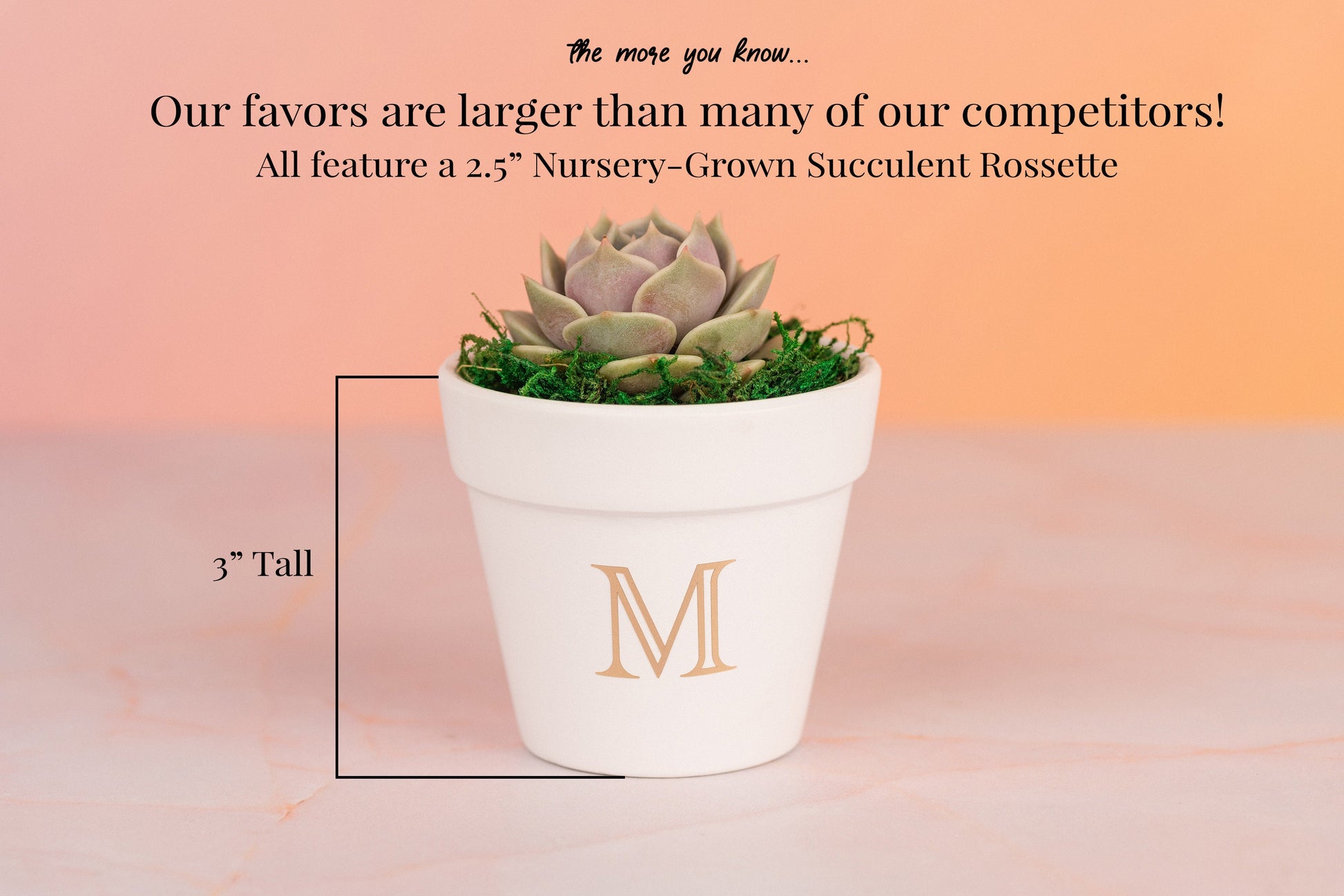 Let Love Grow 3" Succulent Party Favors for Wedding Day, Bridal Shower, and Baby Shower with Optional Personalization