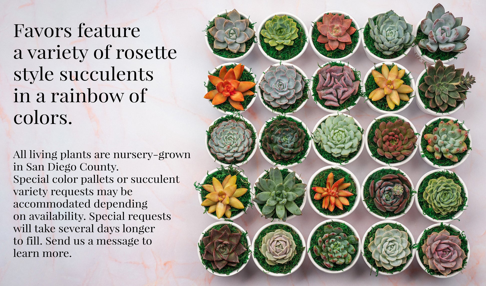 Rooted in Love Succulent Party Favors for Wedding, Baby Shower, or any Celebration Event with Optional Personalization