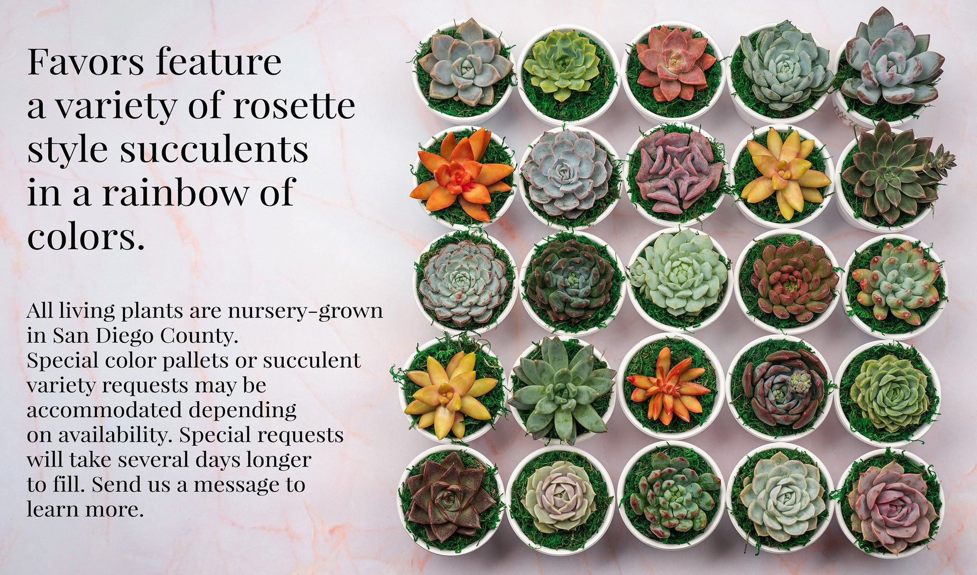 Little Joy 3" Succulent Party Favors for Baby Shower, Celebration Event with Optional Personalization