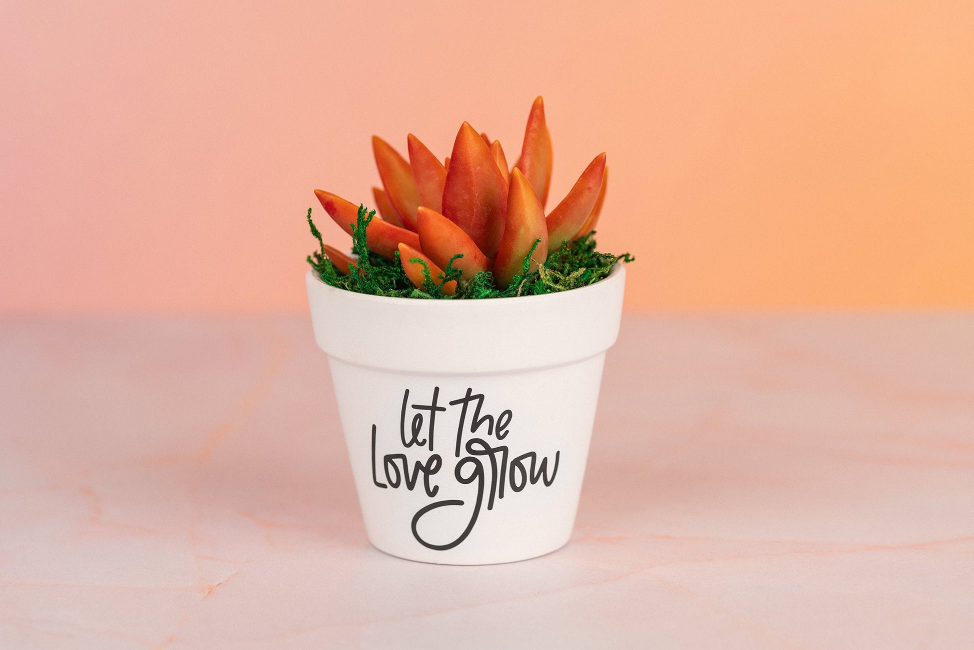 Let the Love Grow Succulent Party Favors for Wedding, Baby Shower, Bridal Shower or any Celebration Event with Optional Personalization