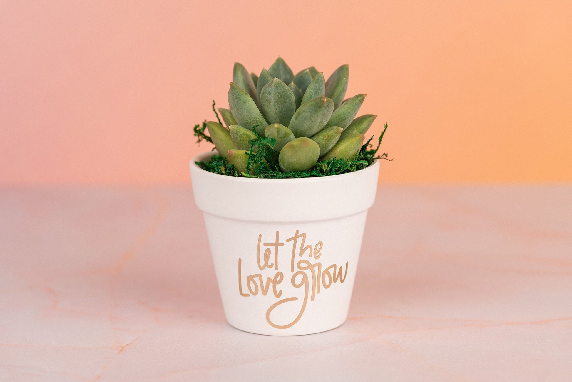 Let the Love Grow Succulent Party Favors for Wedding, Baby Shower, Bridal Shower or any Celebration Event with Optional Personalization