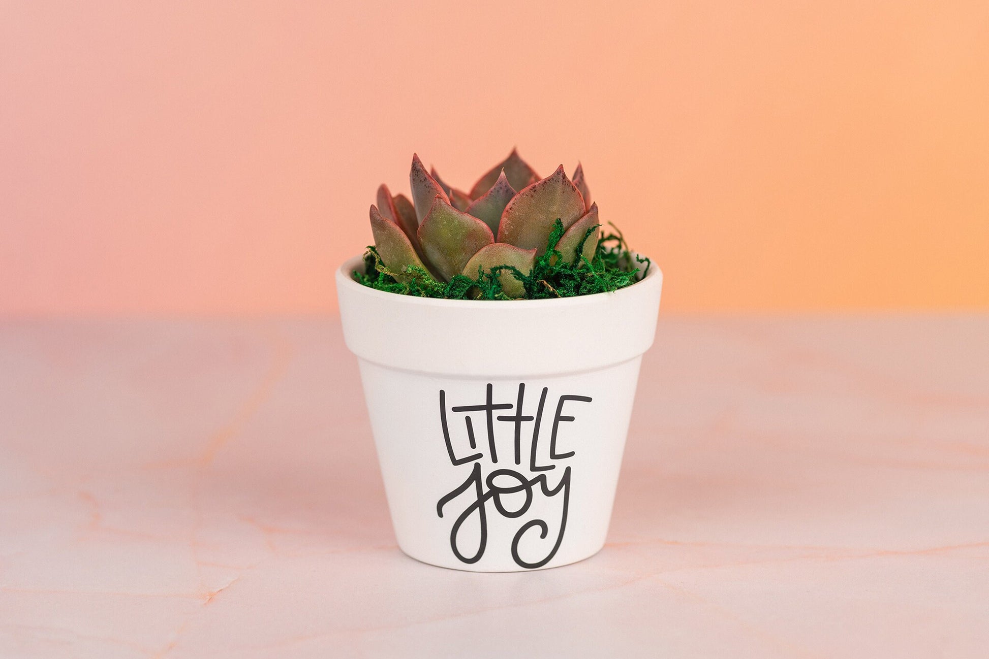 Little Joy 3" Succulent Party Favors for Baby Shower, Celebration Event with Optional Personalization