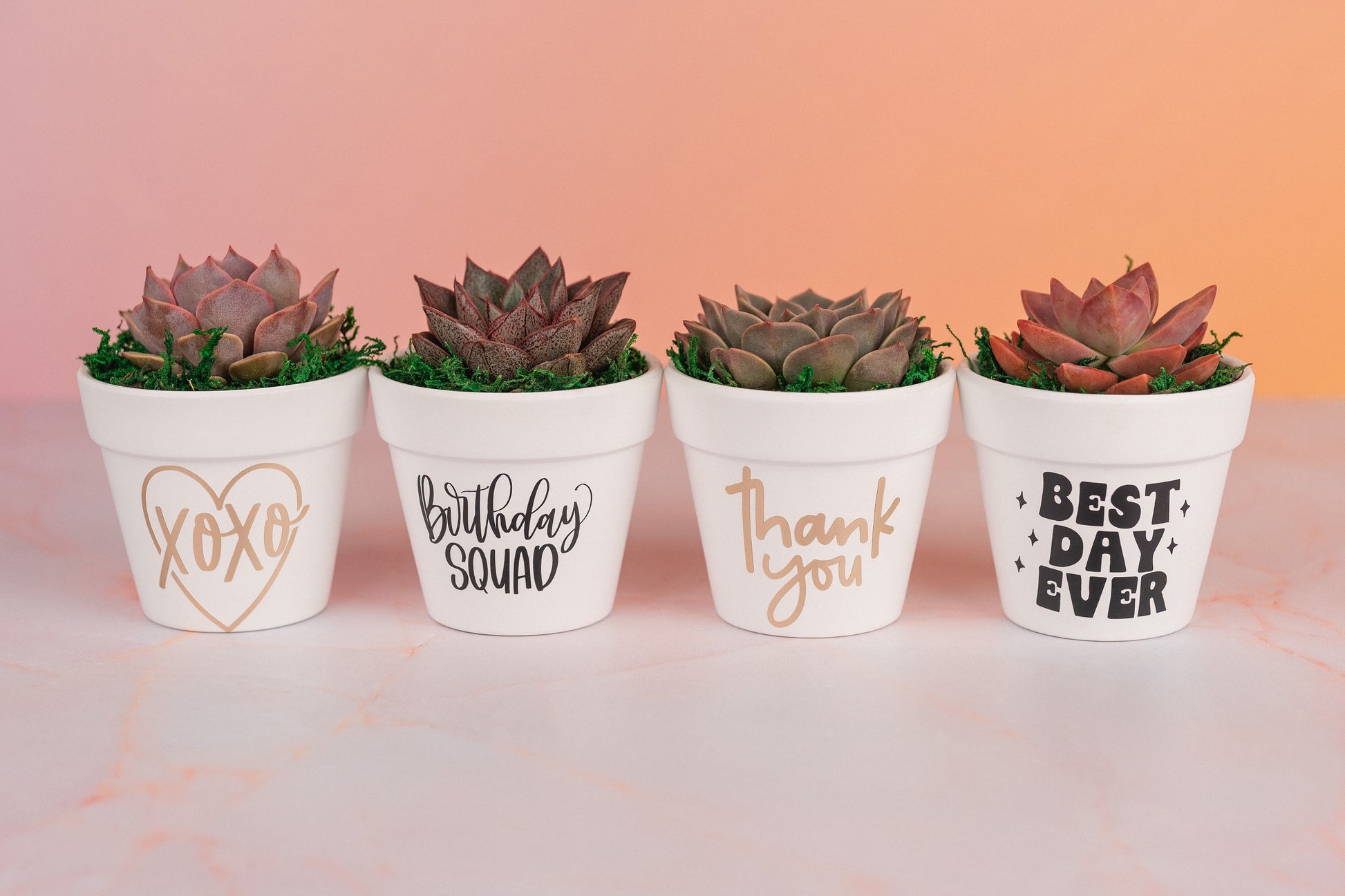 Rooted in Love Succulent Party Favors for Wedding, Baby Shower, or any Celebration Event with Optional Personalization