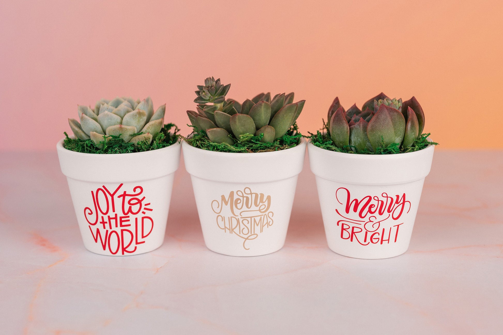 Merry Christmas Succulent Party Favors for Employee Gifts, Client Gifts, and Holiday Events with Optional Personalization