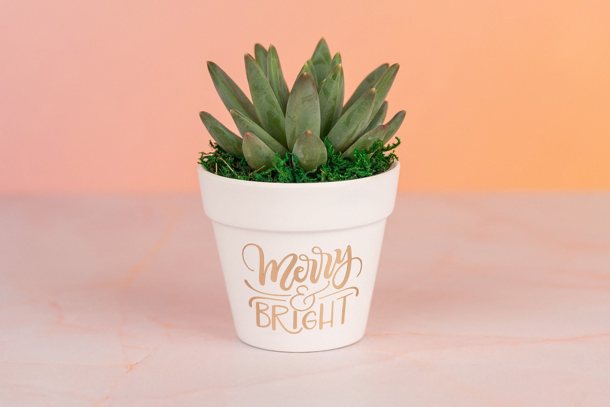 Merry and Bright Succulent Party Favors for Holiday Christmas Parties, Bulk Employee and Client Gifts with Optional Personalization